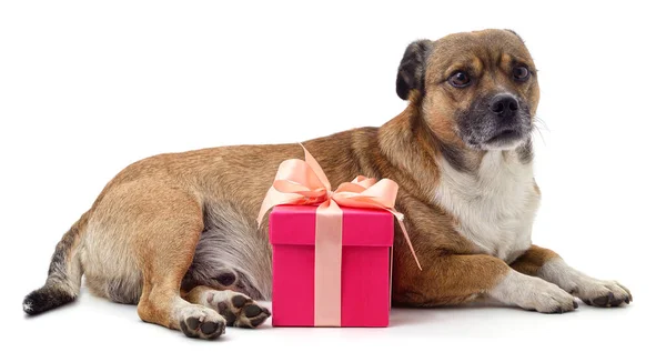 带着礼物的褐色小狗 背景为白色 图库照片