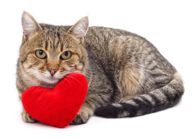 Kedi ve kırmızı kalp beyaz bir arkaplanda izole edilmiş..