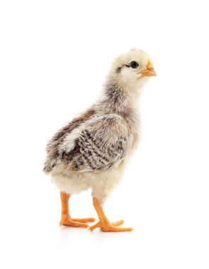 Beyaz arka planda izole edilmiş küçük bir tavuk..