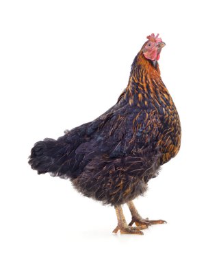One black chicken isolated on a white background.