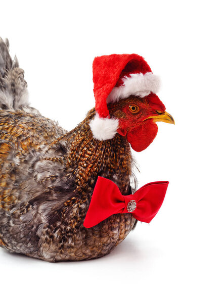 Chicken in Christmas hat isolated on a white background.