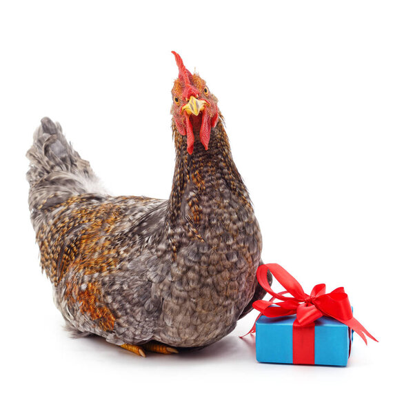 Chicken and gift isolated on a white background.