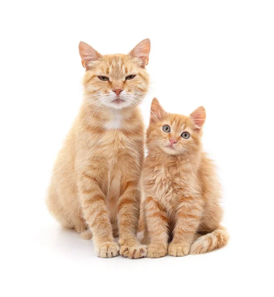 Moeder Kat Met Kitten Geïsoleerd Een Witte Achtergrond Stockfoto