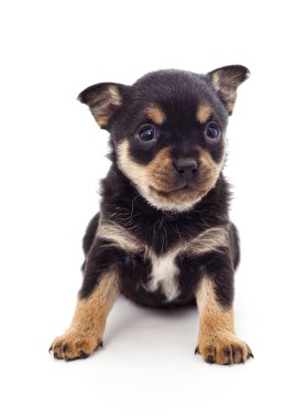 Beyaz arka planda izole edilmiş bir siyah köpek..