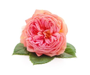 Beyaz bir arka plan üzerinde izole bir pembe Gül.