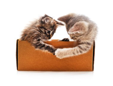 Kutudaki kedi yavruları beyaz bir arkaplanda izole edilmiş..