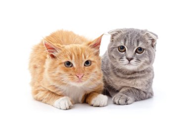 Beyaz bir arka planda iki güzel kedi..