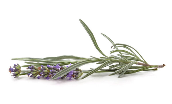 Lavender flower and leaves isolated on white background.