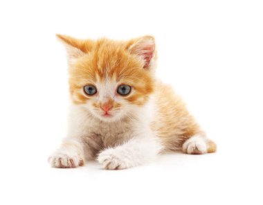 Beyaz bir arka planda izole edilmiş güzel bir kedi yavrusu..