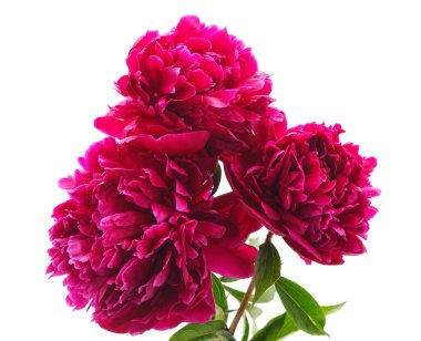 Beyaz arka planda izole edilmiş kırmızı şakayıklar..