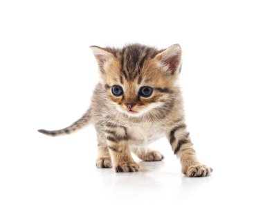 Kedi dolaşıyor beyaz bir arka plan üzerinde izole.