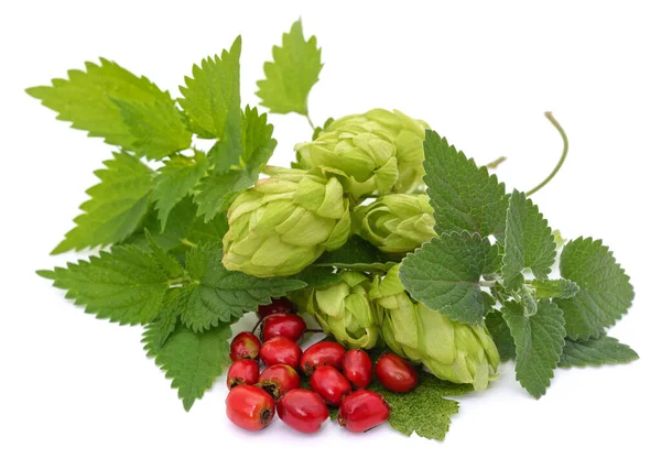 Hawthorn berries, hops, nettle leaves and lemon balm isolated on a white background.