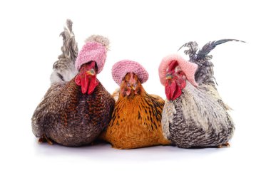 Beyaz arka planda izole edilmiş şapkalı tavuklar..