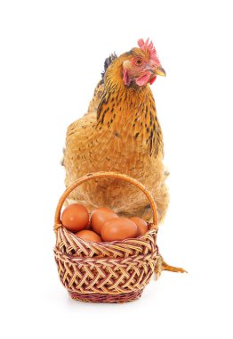 Chicken near a basket with eggs isolated on a white background.