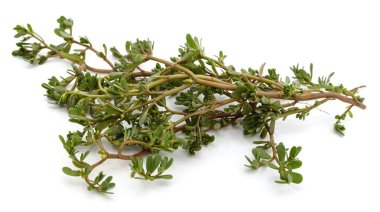 Beyaz arkaplanda yeşil Purslane dalı izole.
