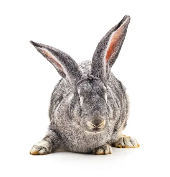 Grey Big Rabbit Isolated White Background Royalty Free Stock Photos