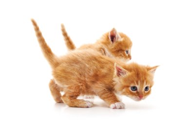 Beyaz arka planda yalnız yürüyen kahverengi kedi yavrusu..