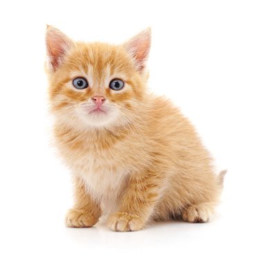 Beyaz arka planda izole bir kahverengi kedi yavrusu..