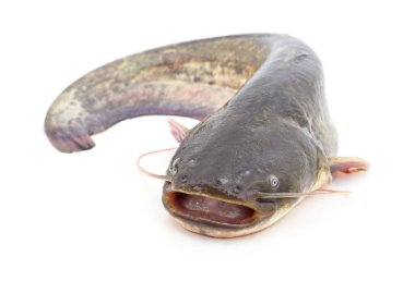 Bir nehir yayın balığı beyaz bir zeminde izole edilmiş..