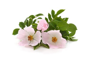 Beyaz arka planda izole edilmiş pembe kalça çiçekleri..