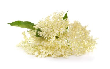 Beyaz bir arka planda izole beyaz yaşlı çiçek.