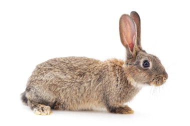 Beyaz arka planda izole edilmiş küçük gri tavşan..