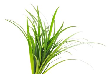 Beyaz arka planda izole edilmiş yeşil çimen çalısı.