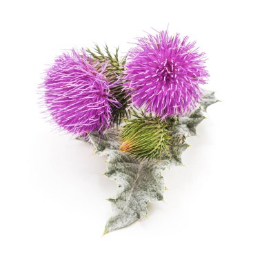 Beautiful flowering thistles isolated on a white background. clipart