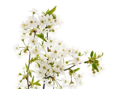 Çiçek açan kiraz dalı beyaz bir arkaplanda izole edilmiş..