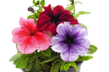 Beyaz arka planda izole edilmiş çömleklerdeki petunyalar.