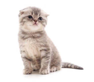Beyaz arka planda izole edilmiş küçük gri kedi yavrusu..