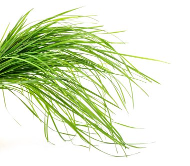 Yeşil çim beyaz bir arka plan üzerinde izole demet.