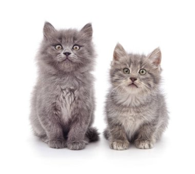 Beyaz arka planda iki küçük kedi yavrusu..