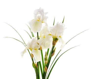 Beyaz arka planda izole edilmiş renkli süsen çiçekleri..