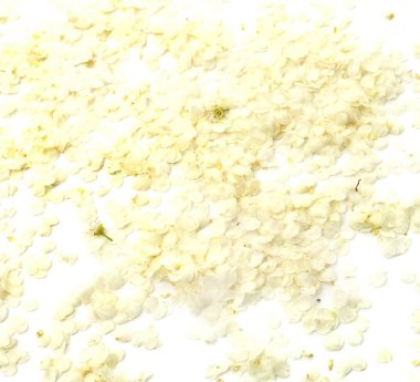 Beyaz arka planda beyaz çiçeklerin koparılmış yaprakları..