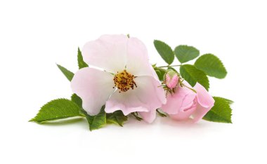 Beyaz arka planda izole edilmiş pembe kalça çiçekleri..