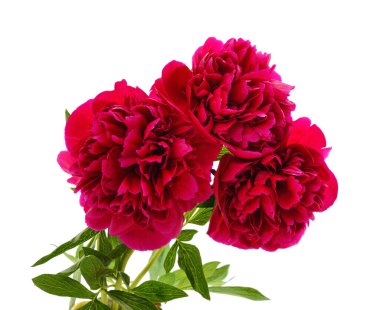 Kırmızı şakayıklar beyaz arka planda izole edilmiş..