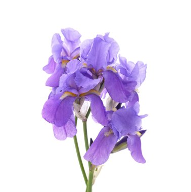 Beyaz arka planda izole edilmiş mor süsen çiçekleri..
