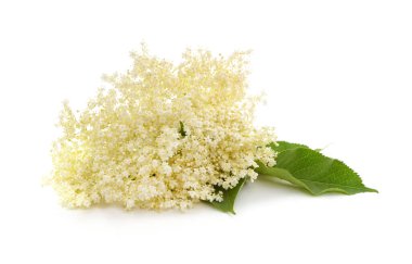 Beyaz bir arka planda izole beyaz yaşlı çiçek.