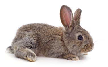 Beyaz arka planda izole edilmiş bir kırmızı tavşan..