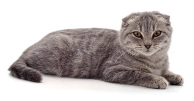 Beyaz bir arka planda izole edilmiş küçük bir kedi yavrusu..