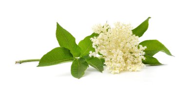 Beyaz bir arka planda izole beyaz yaşlı çiçek.