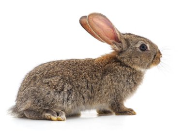 Beyaz arka planda izole edilmiş bir kırmızı tavşan..