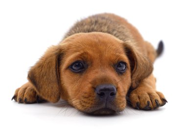 Kahverengi güzel köpek yavrusu beyaz arka planda izole edilmiş..