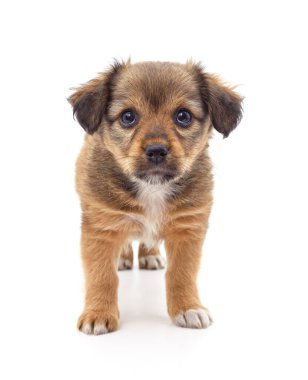 Beyaz bir arka plan üzerinde izole bir küçük kahverengi köpek yavrusu.