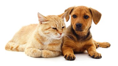 Kırmızı kedi ve köpek yavrusu beyaz bir arka plan üzerinde izole.