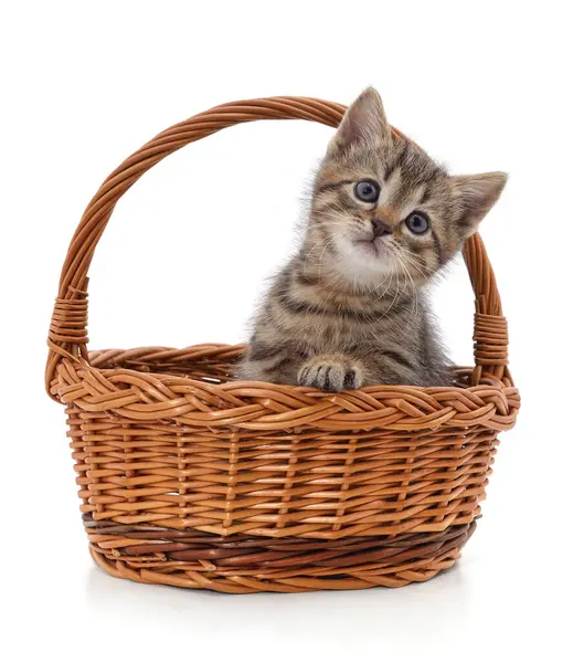 Beyaz arka planda izole edilmiş sepetteki kedi yavrusu..