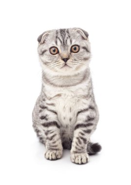 Beyaz arka planda izole edilmiş gri bir kedi..