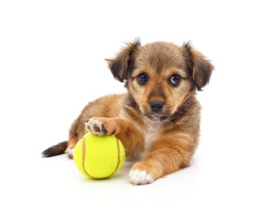 Beyaz arka planda izole edilmiş tenis topu olan küçük bir köpek yavrusu..
