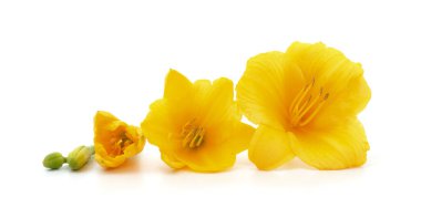 Çiçek açmanın farklı aşamalarında beyaz arka planda izole edilmiş..